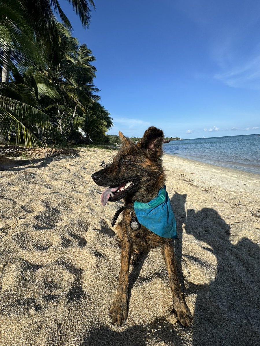 Snickers is now up for adoption. We checked all her medical tests. Made sure she will be ok in a home and got all her details in order. 

She is available here happydoggo.com/adoptable-dogs

I was able to tell Snickers she is never going back on the streets again 🥰🙏 (8/8)