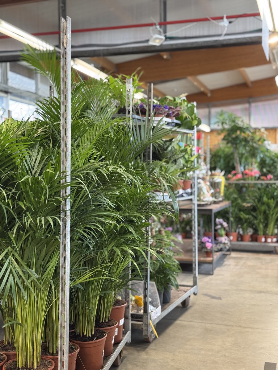 Vivers Ernest 🧡 Home & Garden tweet media