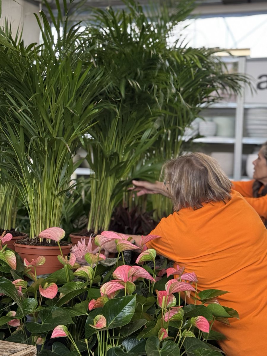 Vivers Ernest 🧡 Home & Garden tweet media