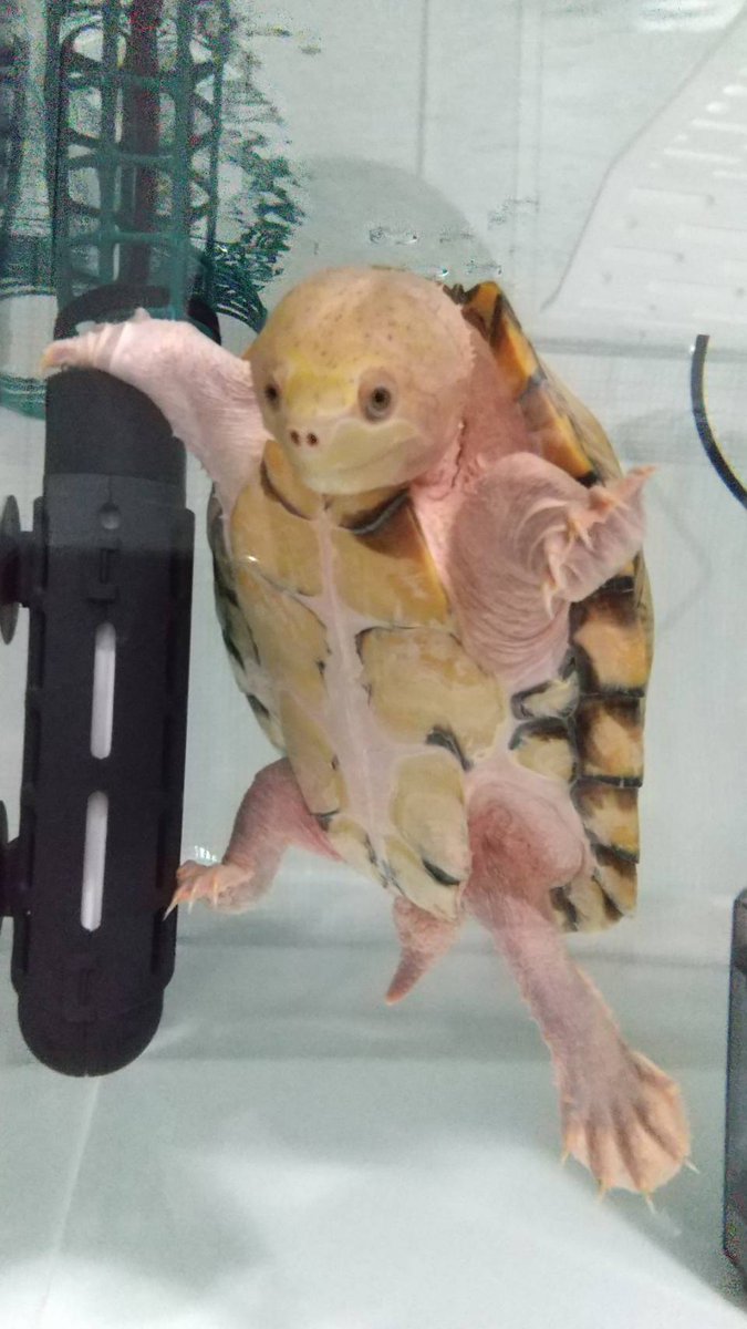 中身はおじさんなのでは
＃カブトニオイガメ
#亀