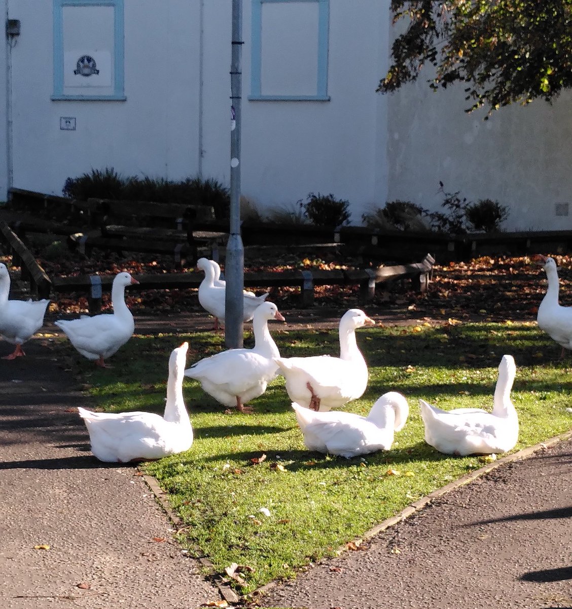 organicplantsuk's tweet image. #LibraryGeese