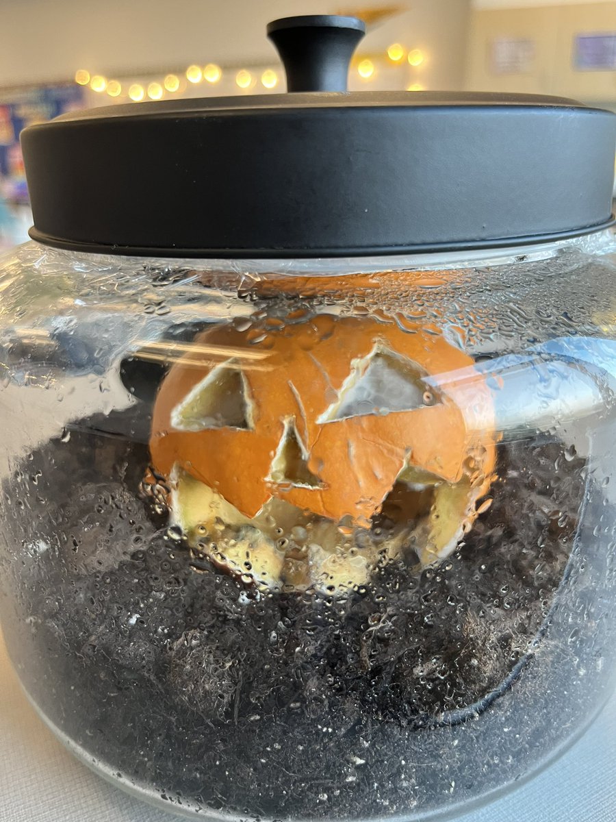Pumpkin Jack before and after one week! 🎃 #classpet #decomposingjack #fourthgrade <a href="/MrsBenzTIS/">Mrs. Benz</a>