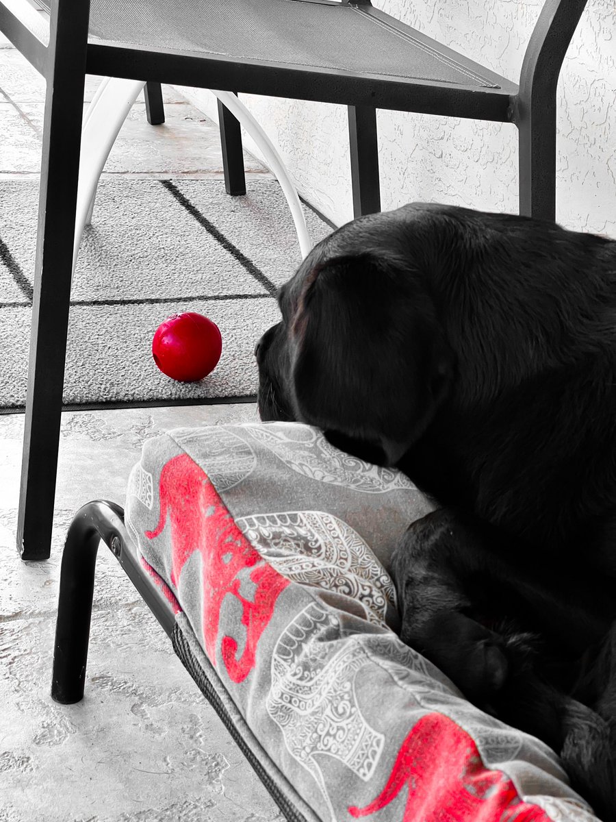 beachtv's tweet photo. To ball, or not to ball. That is the question. #Waylon #WaylonTheDog #LabLife #LabZilla https://t.co/PB745cqRPV