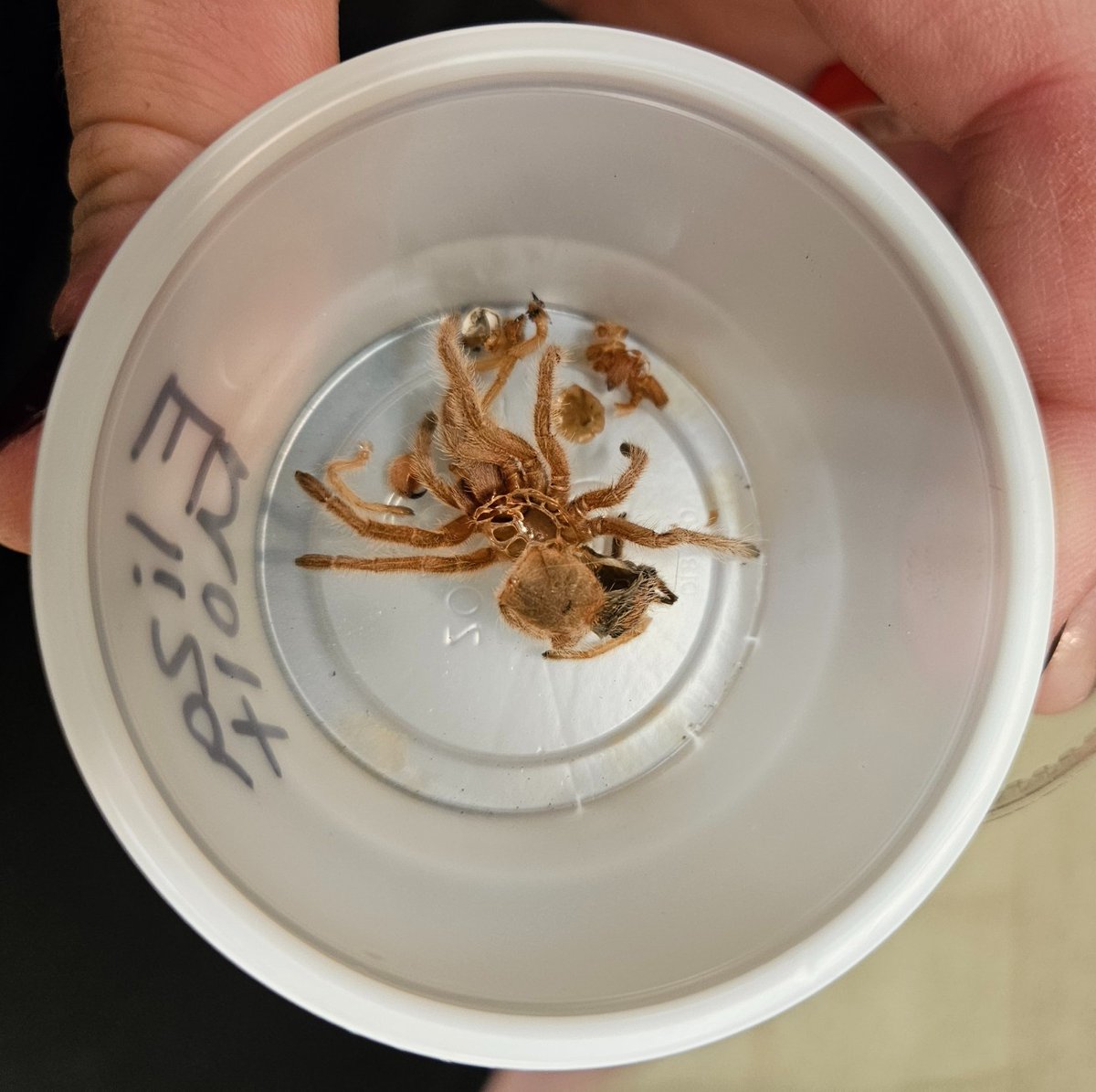 VAI_Education's tweet image. Our little girl is growing up! Eliza, VAI Education&apos;s rose tarantula, just had her first successful molt. Did you know that spiders regularly shed their hard exoskeleton in order to grow bigger? 🕷️🕸️🎃 #Science #SpookySTEM