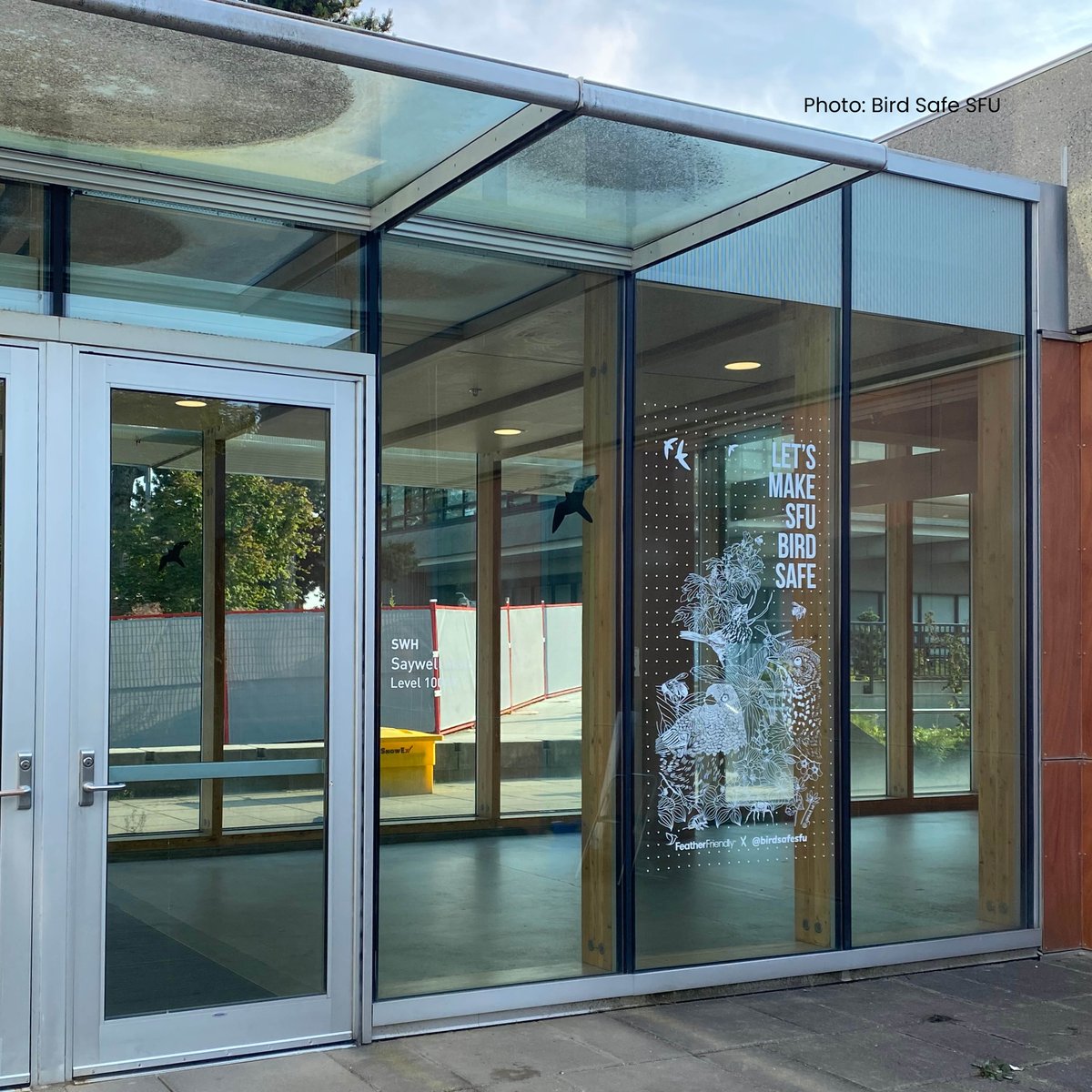 FeatherFriendly's tweet image. Education drives lasting change! Working with @VanessaHum_, we created a custom static cling that says &quot;Make SFU Bird Safe&quot; and features bird imagery. Vanessa’s dedication to tracking collisions is inspiring change for bird safety on the @sfu campus!

#birdsafe #featherfriendly