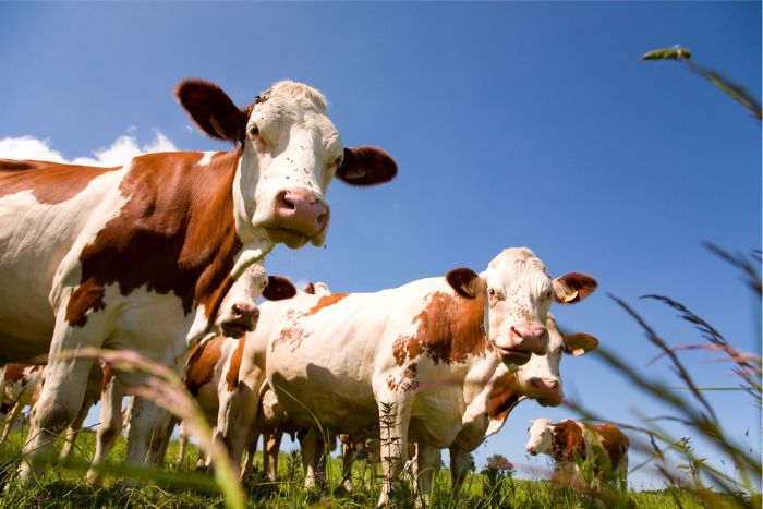 RonKelleher's tweet image. Ever heard &apos;Cows don&apos;t give milk&apos;? 🐄 Unpack this intriguing concept and explore what the Bible says about work and diligence in our article. #LeadershipBlog #FaithAndWork Read the full story:   zurl.co/54eg