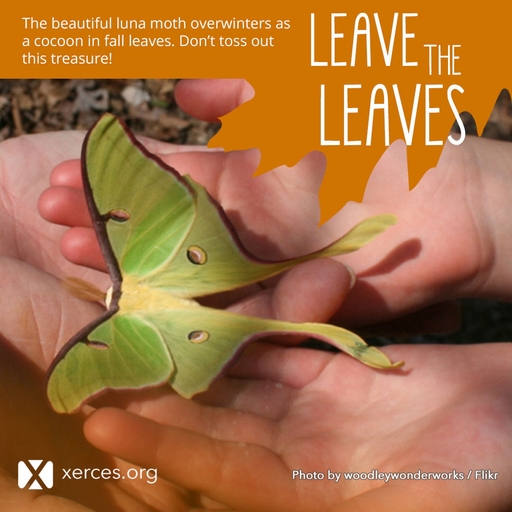 Pollinator_NN's tweet photo. The beautiful Luna Moth overwinters as a cocoon in fall leaves - be sure to Leave the Leaves to protect their habitat! https://t.co/oynpQIF8if