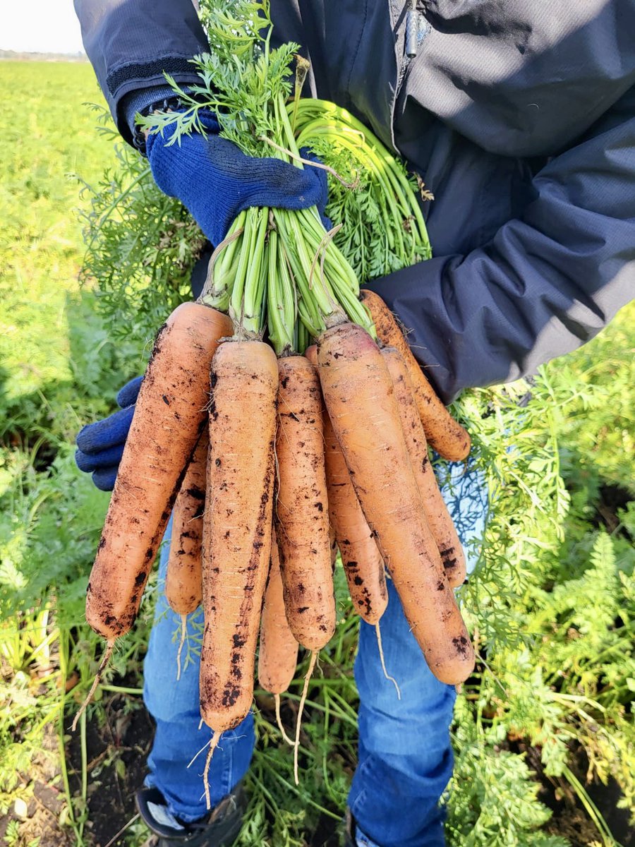 Stokes Seeds tweet media