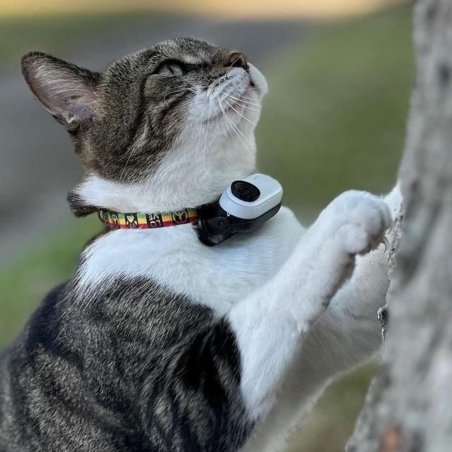 JohnnyCruise20's tweet photo. The cat is cute has 130million likes on tiktok! Is the opposite of MAX2049 great potential here so I aped a bag #kitters https://t.co/QArb8slhwT