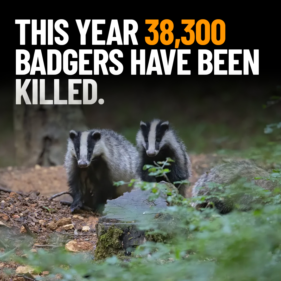 RT if you think we should protect our badgers!