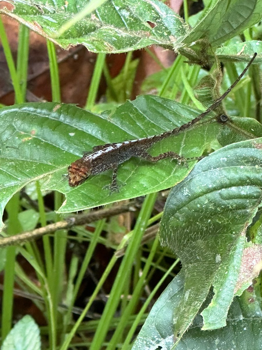 Serge Dedina tweet media