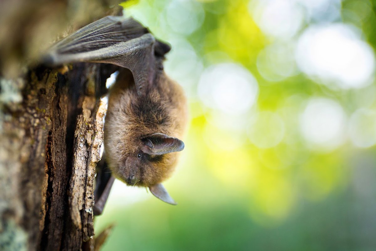 DYK it's #BatAppreciationMonth? 🦇

The Whitehorse Wildland KBA is home to both the Little Brown Myotis and the Northern Myotis. We'd be lost without these winged wonders of the night acting as nature's pest control #biodiversity

📸 by Jason Headley