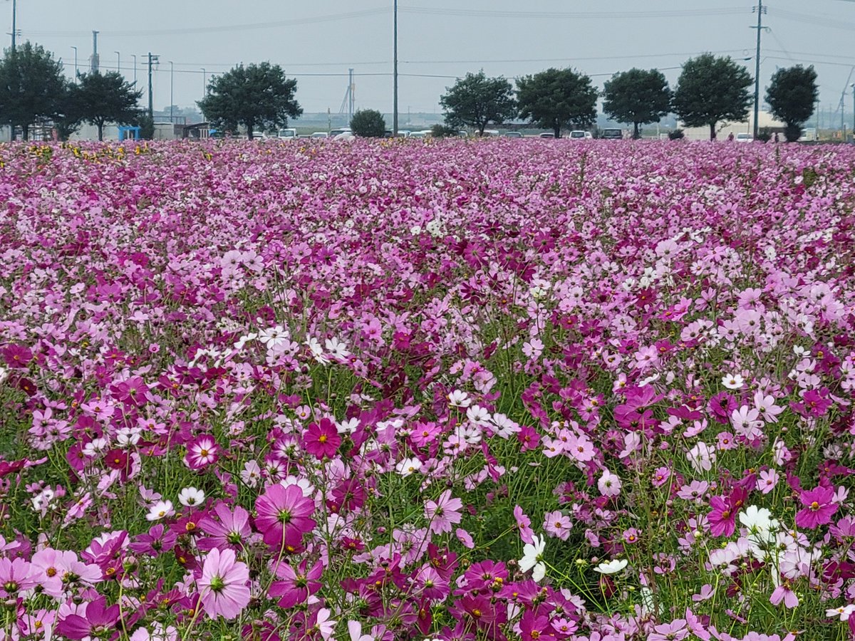 papa_pantsu's tweet photo. 行きます🌮行きます🌮
明日の土曜日、コスモス🌺満開
笠岡ベイファーム
日曜日、「第三回株Z」笠岡のZヤードで営業します😎
イカス🌮タコス屋「エーヨ！」は、S画伯ラリーもやっとるけん♥️
よろしくね😎 https://t.co/uYfvj1govP