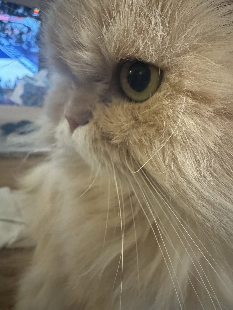 duckthecat's tweet photo. hello everyone it is friday pls fave if you are happy its friday okay thank you love duck https://t.co/JbIIfJFzOk