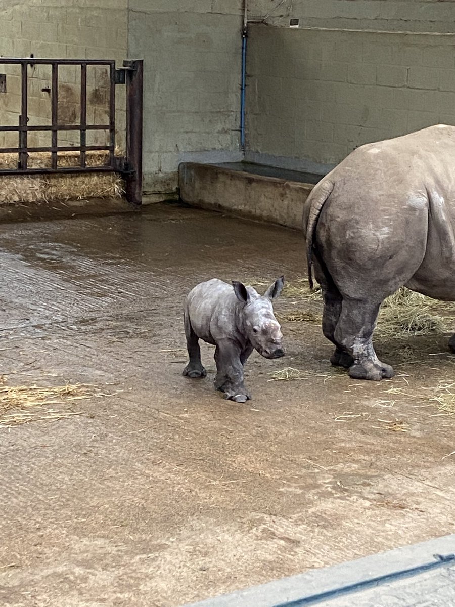 RBALibrary's tweet photo. Foggy day at @ZSLWhipsnadeZoo https://t.co/JNsd1VHeDb