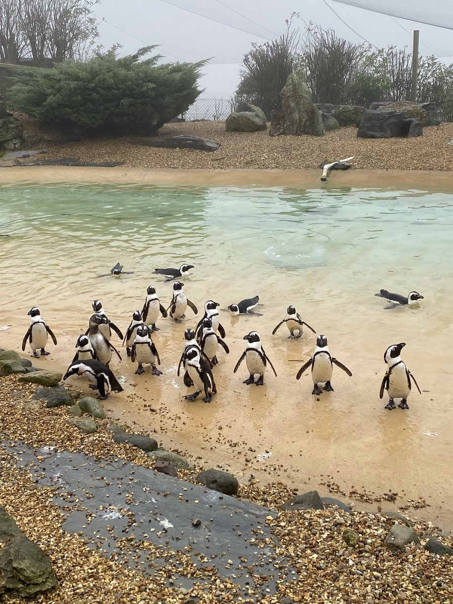RBALibrary's tweet photo. Foggy day at @ZSLWhipsnadeZoo https://t.co/JNsd1VHeDb