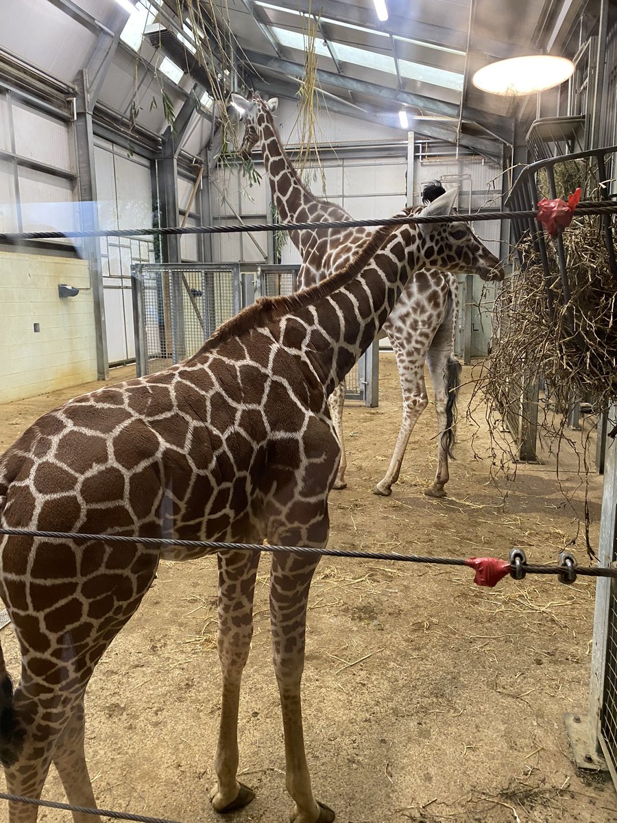 Foggy day at <a href="/ZSLWhipsnadeZoo/">Whipsnade Zoo</a>