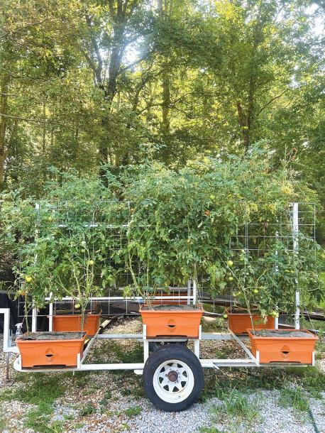 FarmShow's tweet photo. Ken Reed was impressed by the tomatoes his neighbor grew in GrowBox™ planters. When he received six of them as Christmas gifts, he made them even better by mounting the boxes on a trailer. #Tomato #plants #Growbox #Planters https://t.co/vg9ocg23jk https://t.co/ZqxCk7b6ZK