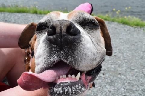 BellaBoosBros's tweet photo. Sweet Bella Boo
That smile πβ€οΈπβ€οΈ
Have a great day crew
#bromocrew #sismos #RIPBellaBoo β€οΈβ€οΈβ€οΈ
#FlashbackFriday https://t.co/x7mhXenDpe