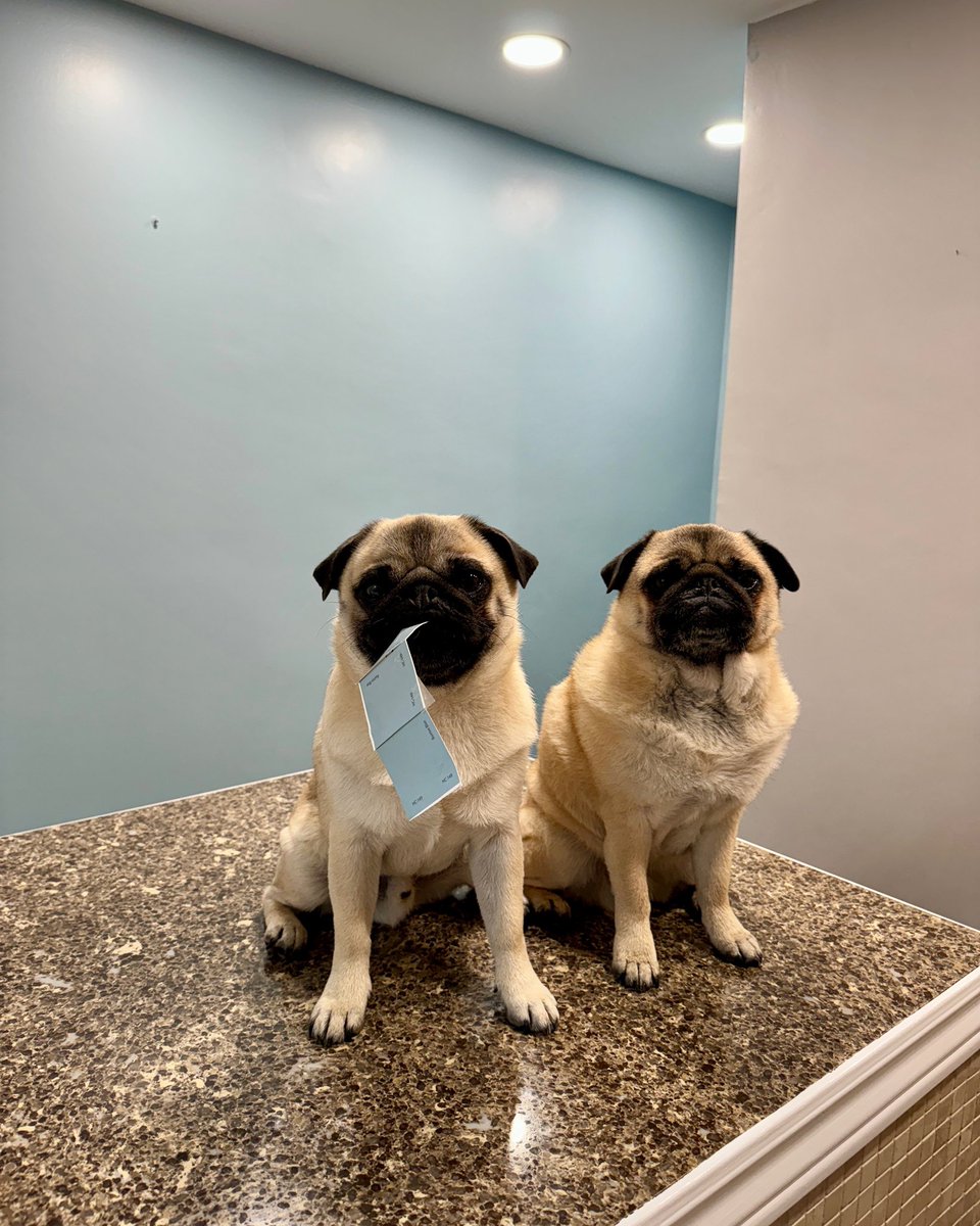 Zombie Pug & Crowley aka Lil C tweet media