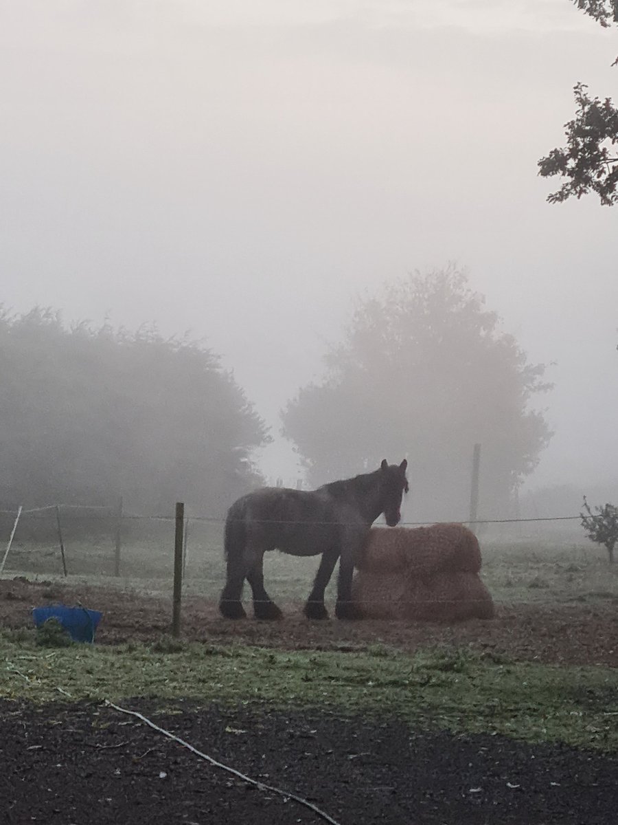 It is I, the lesser spotted mystical beast, lurking in the fog stalking my prey or maybe that should read, me being interrupted whilst stuffing my face🐴 #belgiandrafthorse