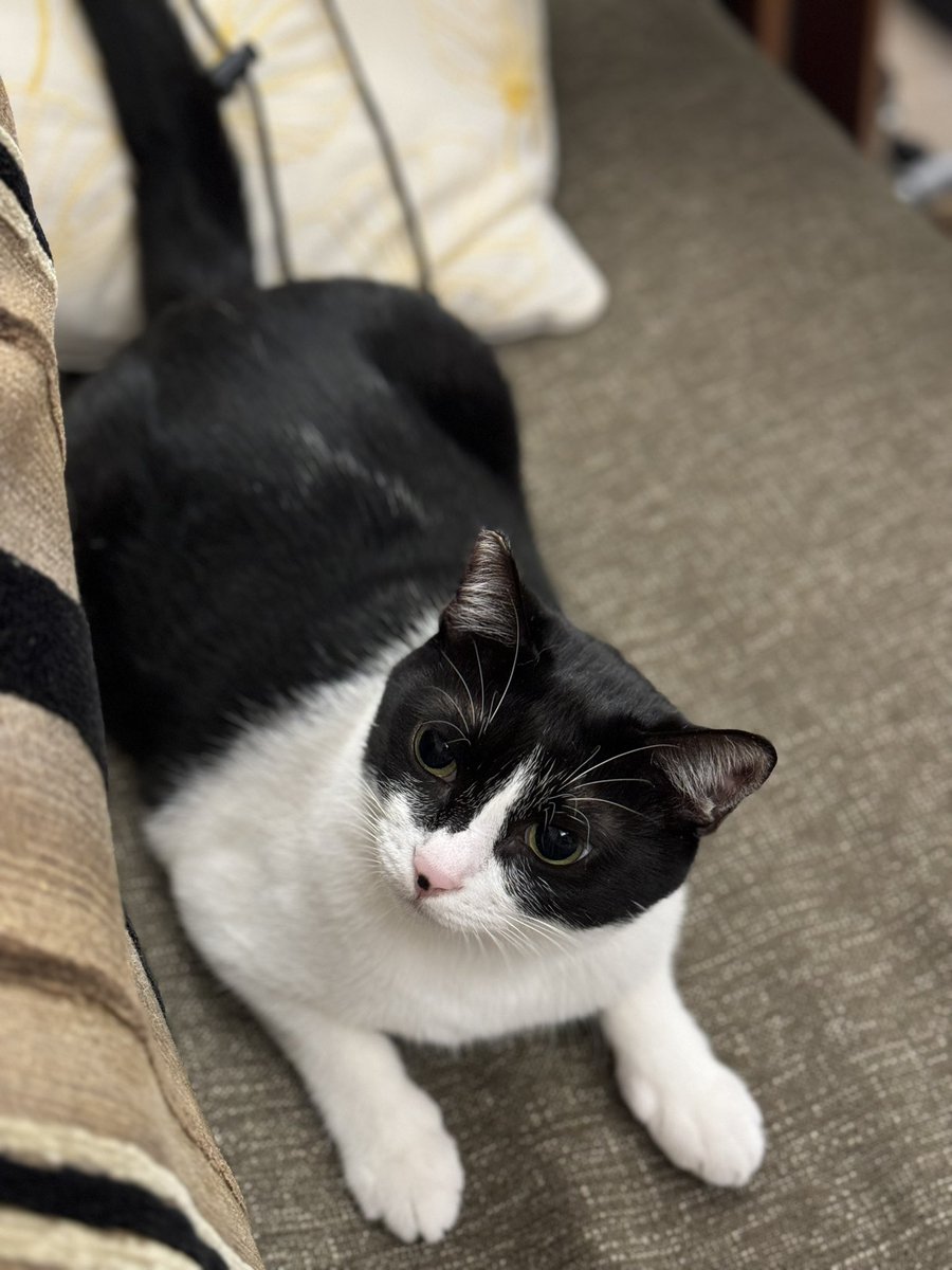 我只是想說 我家達達好可愛喔🥰