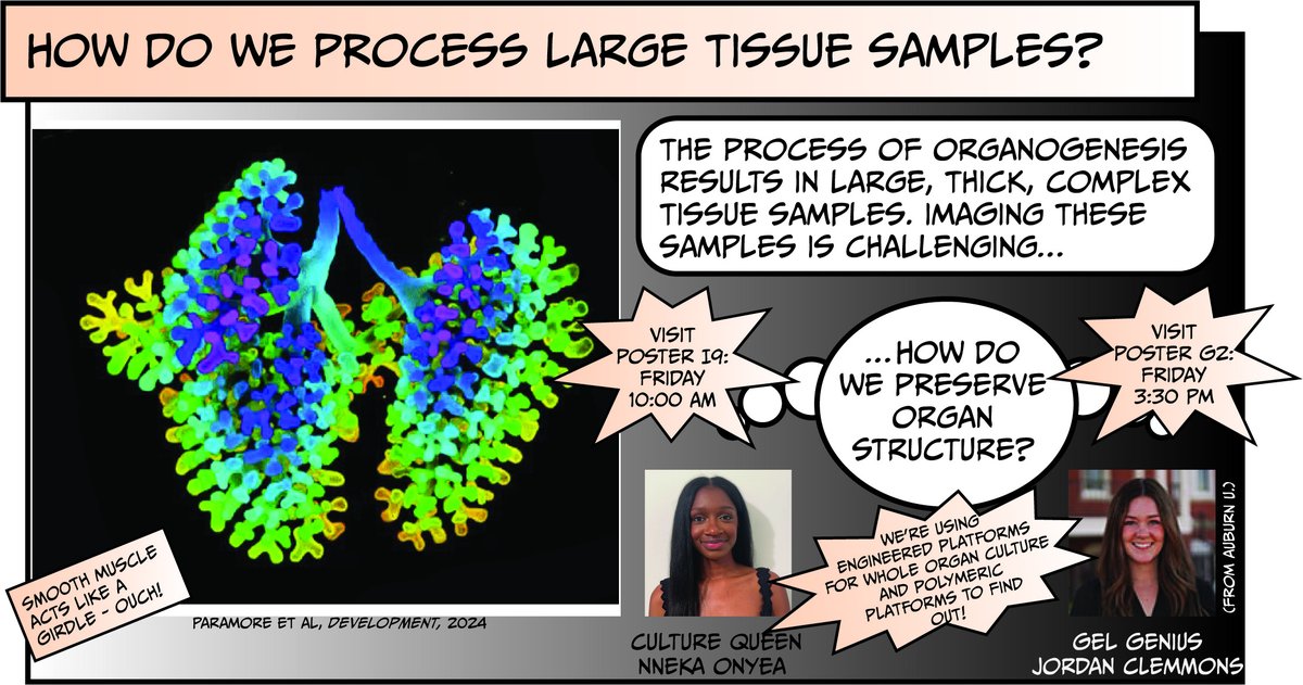 Tissue Morphodynamics Group tweet media
