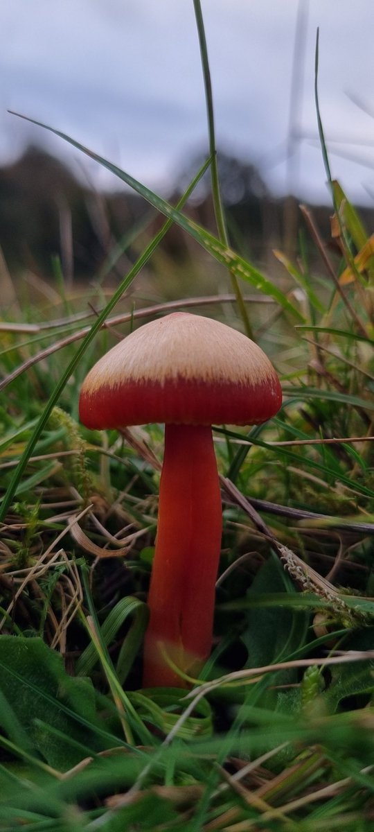 mercuryscomet's tweet photo. A beautiful Waxcap my husband spotted on our wander yesterday

#FungiAndMushrooms #Fungi #FungiFriday #FungusFun #MycologyTwitter #Mycology #MushroomsAndFungi https://t.co/YhwoRn7NOo