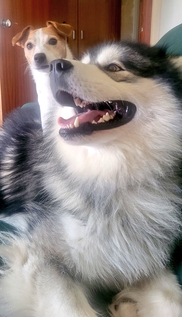 MccahillMrs's tweet image. Well done, Ambees - Term 2, week 1: completed it ✔️

Home to this pair of mischief makers and wishing you all a safe and restful weekend. 

Remember, we've got you 🫶💛 🐝
#learninginfaith #hope #love