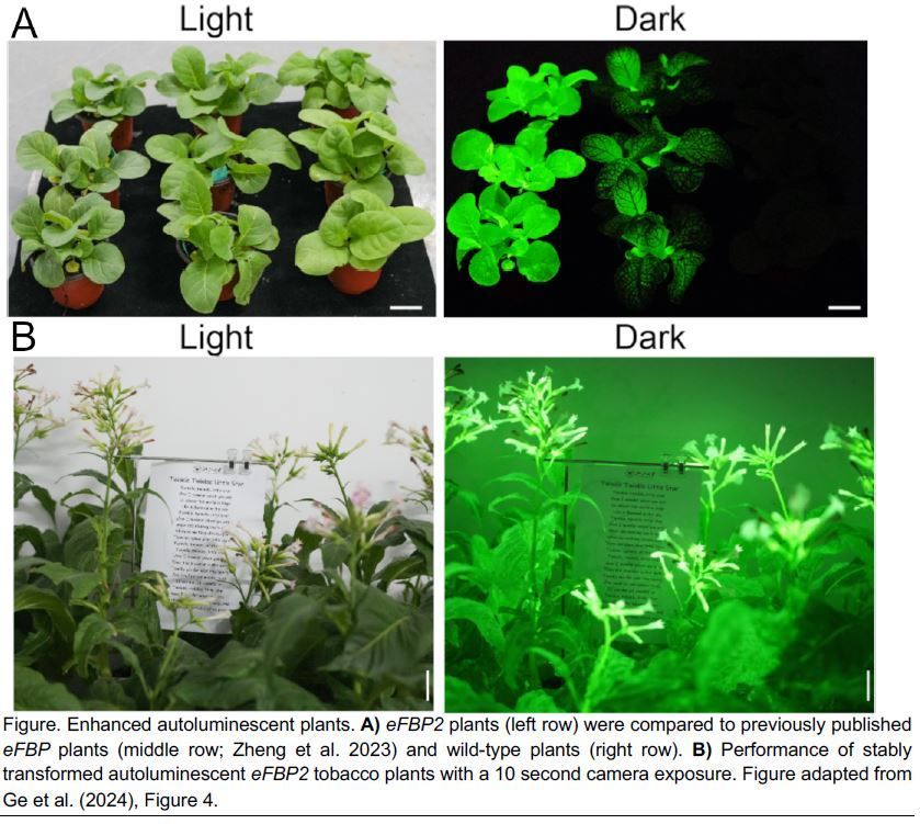 The Plant Cell (@theplantcell) on Twitter photo IN BRIEF: Illuminating the future: Enhanced glowing plants achieved by rewiring metabolism (Andrew C Willoughby) buff.ly/3A5joXB <a href="/andrewilloughb/">Andrew Willoughby</a> <a href="/cropdream/">瞿成杙</a> <a href="/ZJU_China/">Zhejiang University</a> <a href="/ASPB/">ASPB</a> #PlantSci IN BRIEF: Illuminating the future: Enhanced glowing plants achieved by rewiring metabolism (Andrew C Willoughby) buff.ly/3A5joXB <a href="/andrewilloughb/">Andrew Willoughby</a> <a href="/cropdream/">瞿成杙</a> <a href="/ZJU_China/">Zhejiang University</a> <a href="/ASPB/">ASPB</a> #PlantSci
