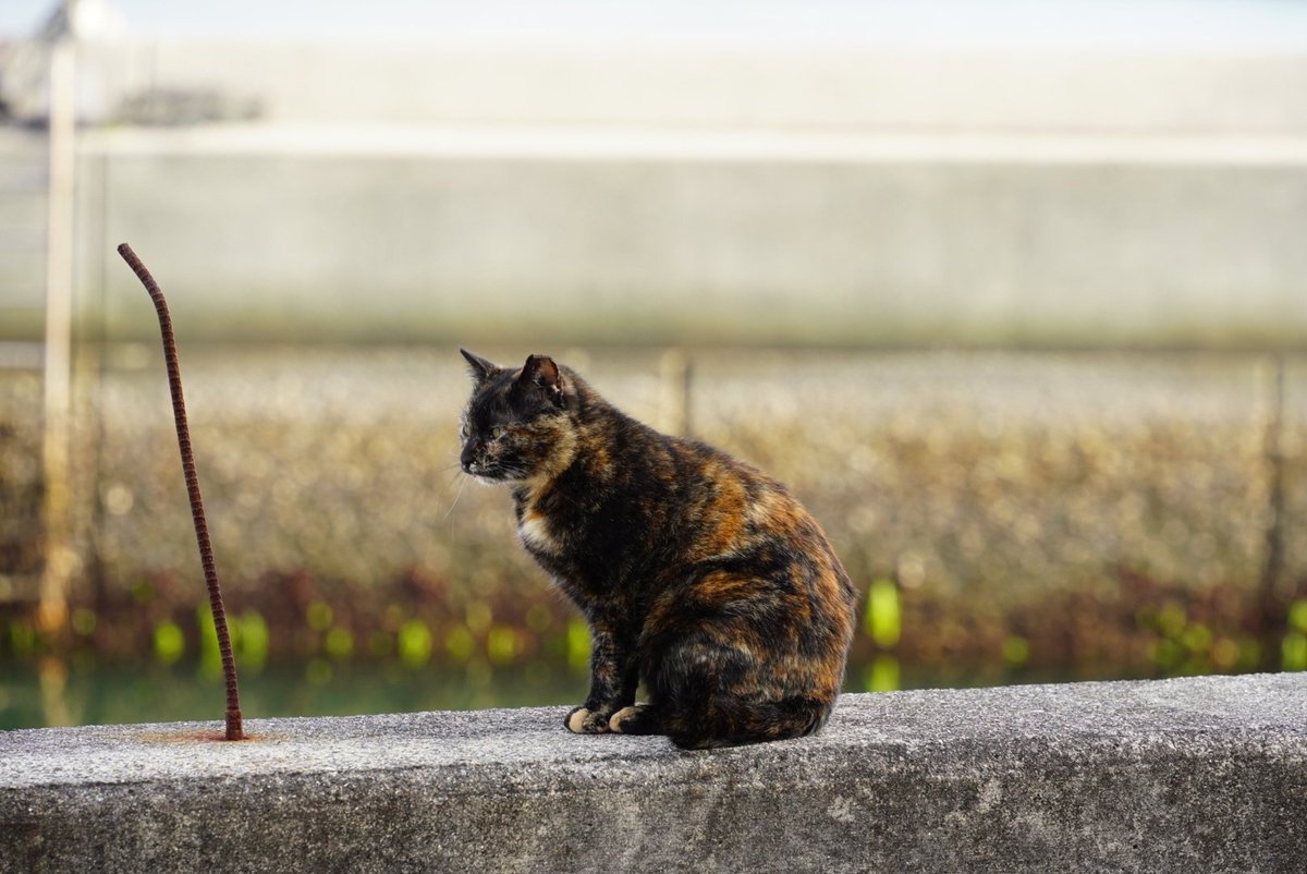 358Calcifer's tweet photo. #キリトリセカイ
 #猫好きさんと繋がりたい 
 #写真好きな人と繋がりたい 
 #ファインダー越しの私の世界 https://t.co/bE6JDEGewv
