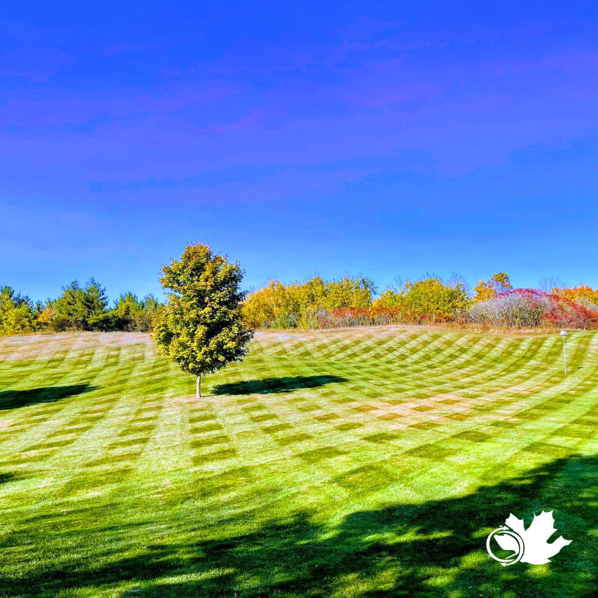 hybrid_mgmt's tweet image. 🍂 Nothing like a fresh cut lawn to showcase those perfect criss-cross lines against the vibrant fall colors! Bringing out the best of every season, one stripe at a time. 🍁 

#FallVibes #PerfectCut #LandscapePerfection #LawnCare #SeasonalBeauty
