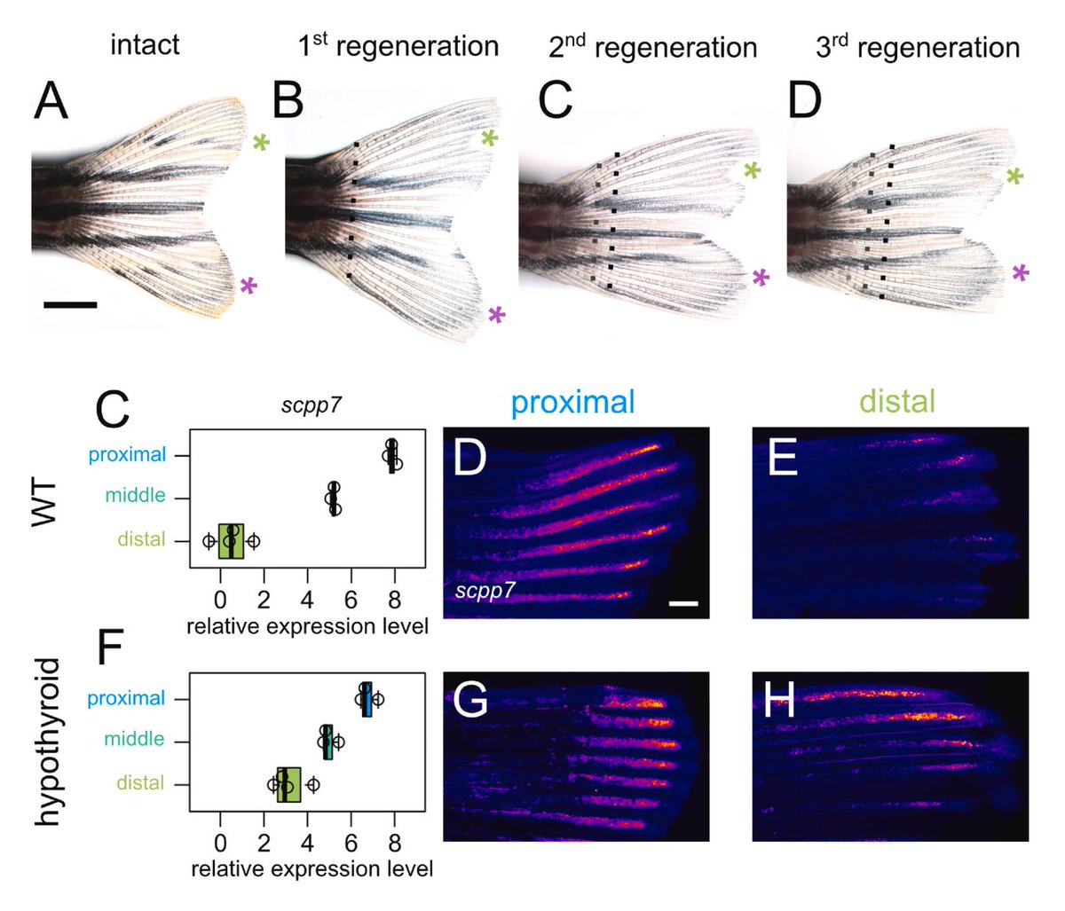 Developmental Biology (@dev_bio_journal) on Twitter photo #DBfeature #Zebrafish🐟
Growth patterns of caudal fin rays are informed by both external signals from the regenerating organ and remembered identity autonomous to the local tissue
by Melody Autumn, Sarah McMenamin et al <a href="/skmcmena/">Sarah McMenamin, she/her</a>
sciencedirect.com/science/articl… #DBfeature #Zebrafish🐟
Growth patterns of caudal fin rays are informed by both external signals from the regenerating organ and remembered identity autonomous to the local tissue
by Melody Autumn, Sarah McMenamin et al <a href="/skmcmena/">Sarah McMenamin, she/her</a>
sciencedirect.com/science/articl…