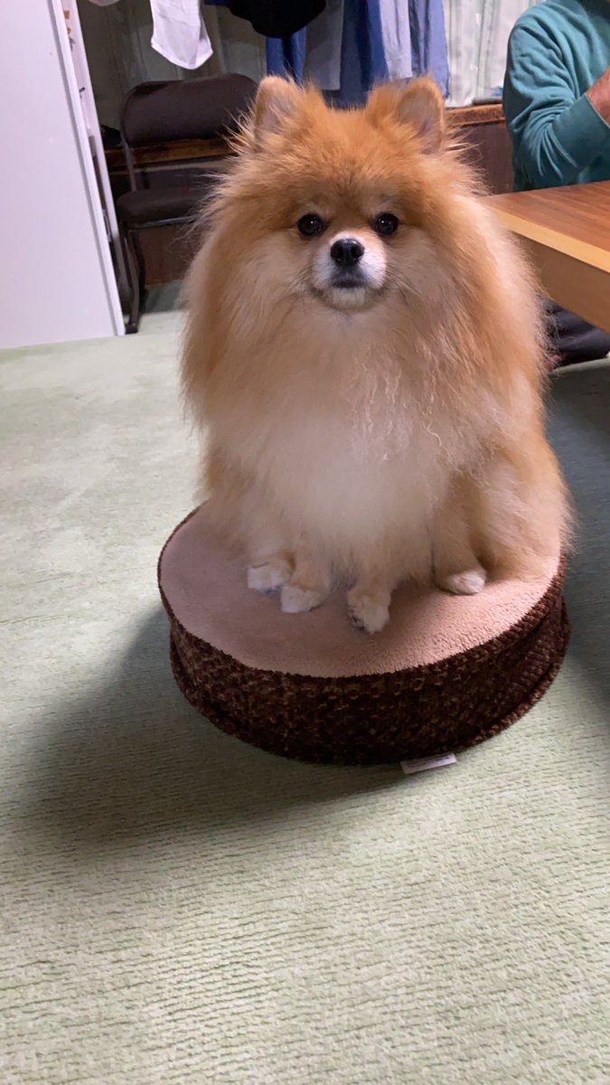 meimeidaisky's tweet photo. めいめいは引き続きイナカワンコ中
#pomeranian #ポメラニアン #ポメスタグラム #犬のいる暮らし #ポメラニアンが世界一可愛い #dog #博美狗 #松鼠狗 #ポメラニアン大好き #ポメラニアンのいる暮らし https://t.co/Em6pxAf9Is