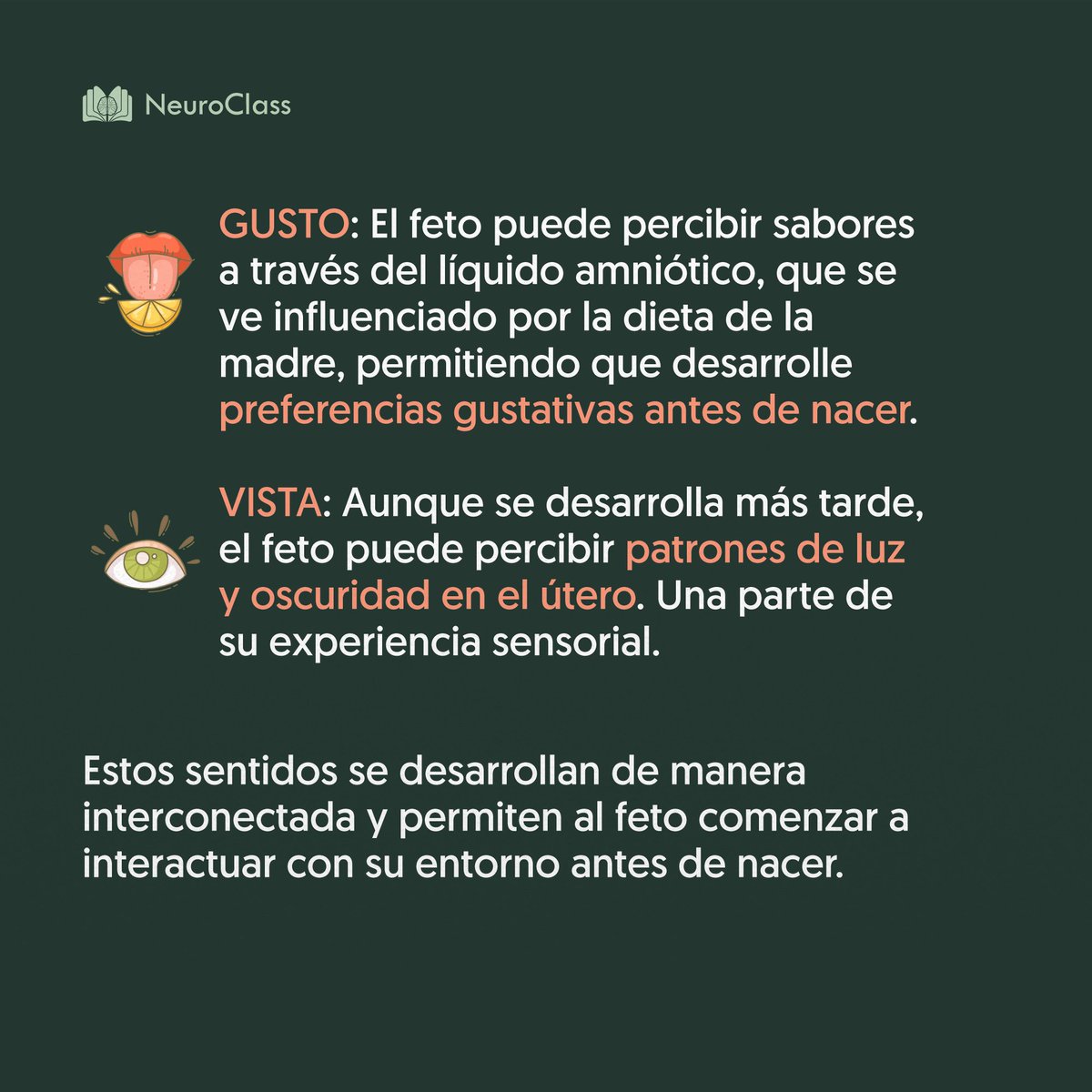 neuroclass1's tweet photo. ¿Cómo se da el gusto y la vista en un bebé todavía en gestación?👅 https://t.co/BxChHgueey