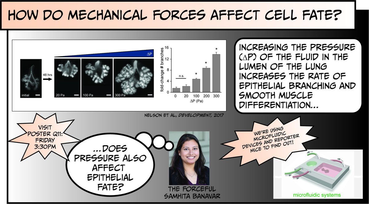 Tissue Morphodynamics Group tweet media