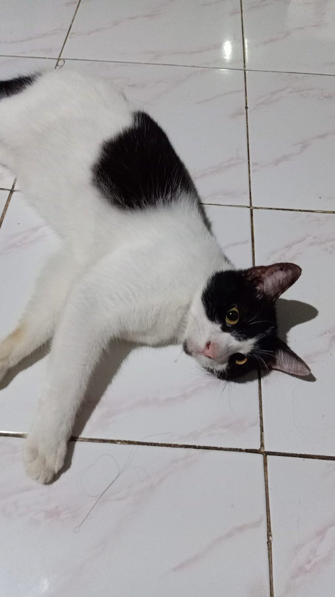 Gerah gini plg enak tiduran di lantai 🥵