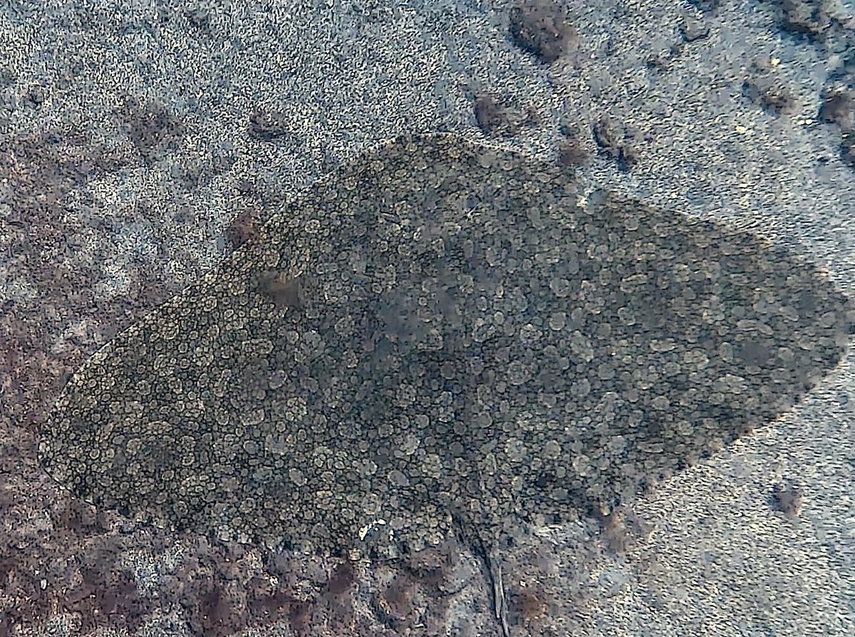 Gustavo Montero (@gustavomhvet) on Twitter photo Muy feliz de publicar mi primer artículo sobre una especie de raya emblemática de Canarias: la mantelina (Gymnura altavela). Gran trabajo de todo el equipo <a href="/IUSAeu/">IUSA_ULPGC www.iusa.eu</a> 🦈 frontiersin.org/journals/veter… Muy feliz de publicar mi primer artículo sobre una especie de raya emblemática de Canarias: la mantelina (Gymnura altavela). Gran trabajo de todo el equipo <a href="/IUSAeu/">IUSA_ULPGC www.iusa.eu</a> 🦈 frontiersin.org/journals/veter…