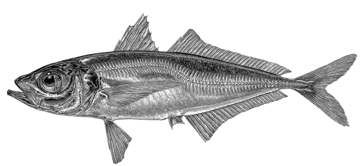 Todas as sextas-feiras chega à Wilder um novo peixe marinho, criado pelo biólogo e ilustrador naturalista Pedro Salgado, dando forma a um catálogo ilustrado de espécies fascinantes.

wilder.pt/diversoes/peix…