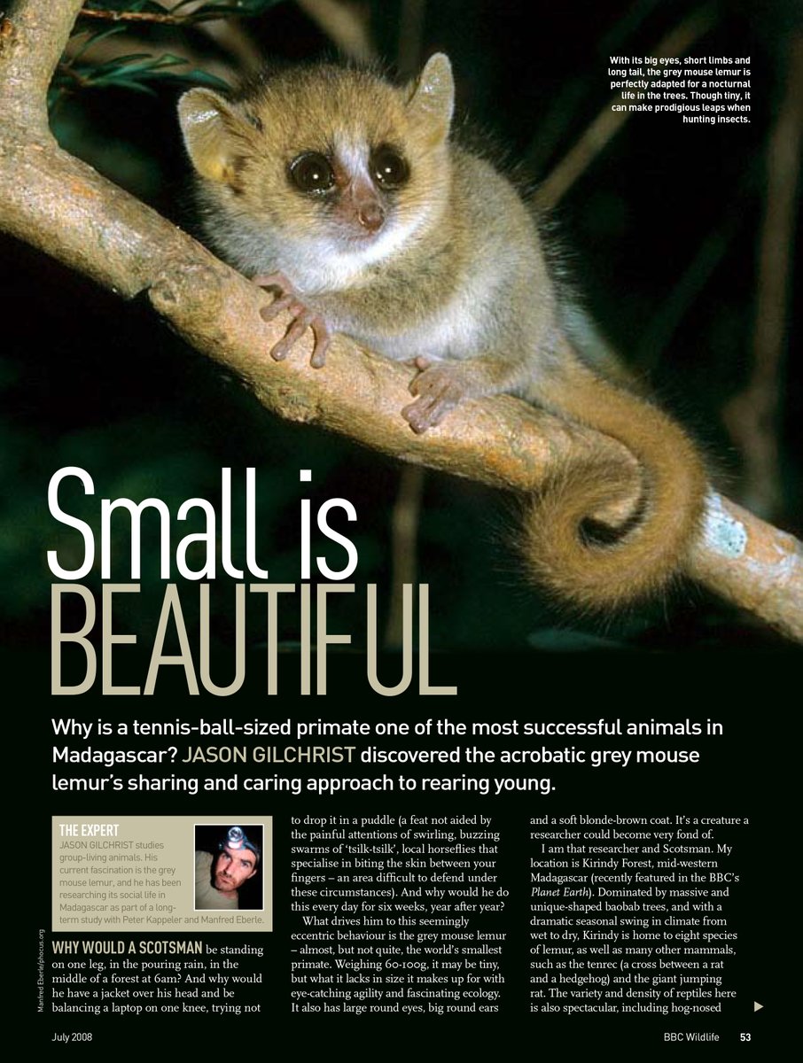 Happy WORLD LEMUR DAY!
From archives.
My article on Grey Mouse Lemur, Gray Mouse Lemur, Microcebus murinus.
Photos: Manfred Eberle.
BBC Wildlife Magazine 2008.
#GreyMouseLemur #GrayMouseLemur #Microcebusmurinus #MouseLemur #lemurs #lemur #WorldLemurDay
👀: amazon.clikpic.com/JasonGilchrist…