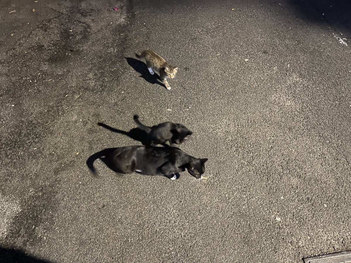 RebelliousClock's tweet photo. 近日，我区治安犯罪有明显抬头趋势。数量上看，从以往的个体犯罪发展成团伙作案。性质上看，从情感勒索演变为道德绑架。手法上看，从随机尾随乞讨快进到蹲点拦路抢劫。从图中不难看出，犯罪团伙的气焰十分嚣张，拦路摇人，拖家带口，目露凶光，可见性质极其恶劣。望广大市民朋友提高警惕，夜路慎行 https://t.co/69burnibUT