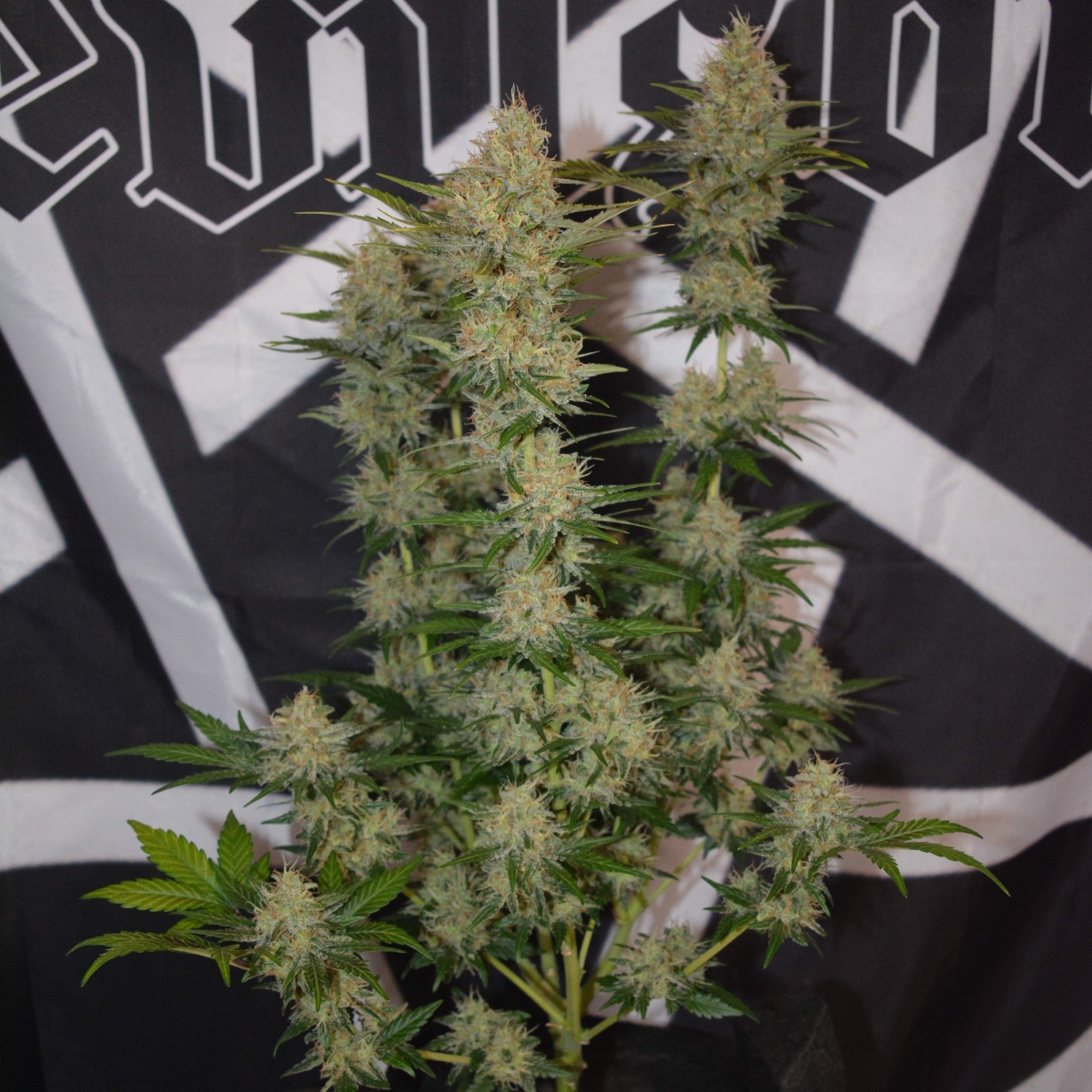 🔥 The Sin by Anesia Seeds 🔥

The Sin is here to break all the rules – with sky-high THC and flavors that’ll leave you craving more. This strain will take you to new heights and make the everyday fade away. 🐍✨

For the bold, the seekers of the ultimate experience. 🌱 Grab your