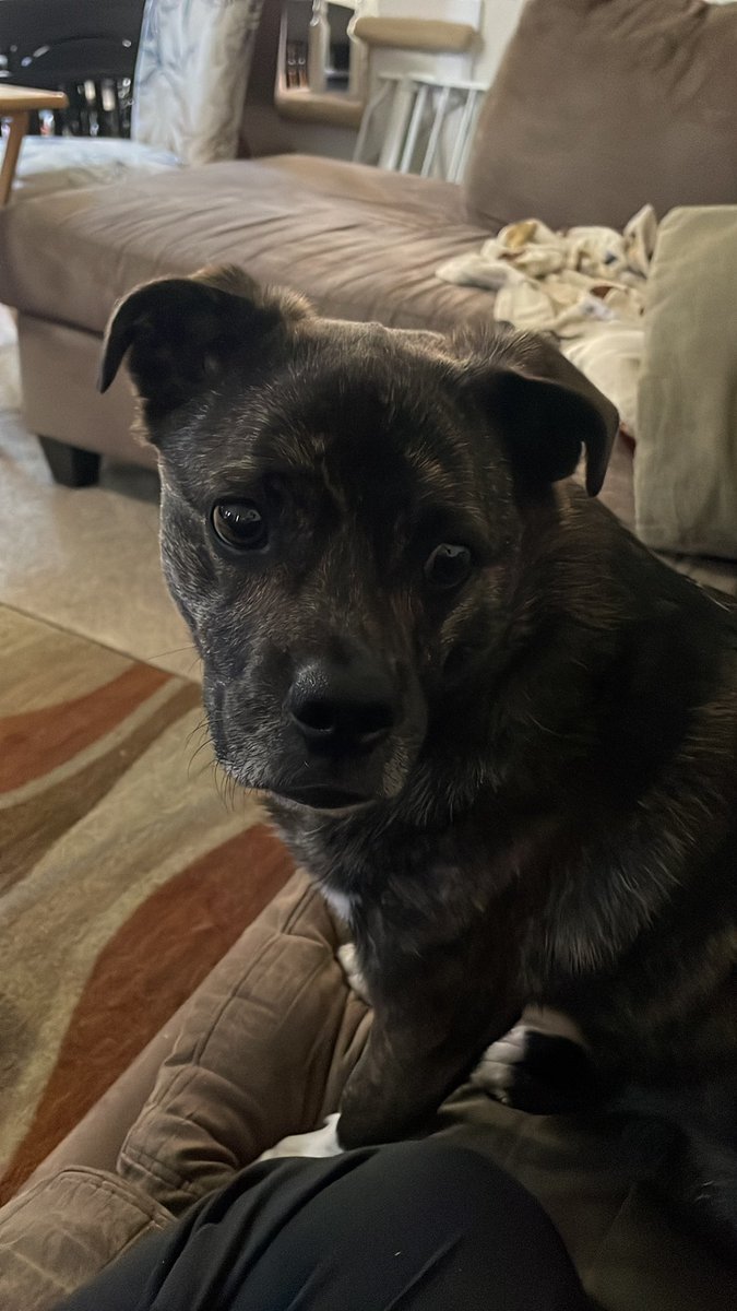 “What do you mean it’s not a snack? It crinkled?” ~Marble after I put a bottle opener with cellophane on it on my pocket. #dogsofX #DogsofTwitter