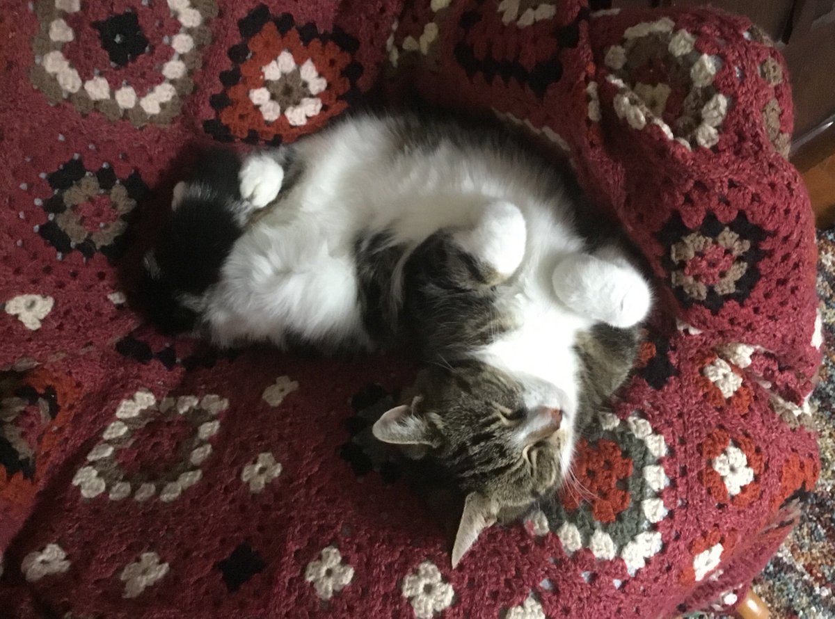 Yes, it’s #jellybellyfriday again and because it is dark and raining outside, I am extending my catnap and dreaming of those carefree catnip days of summer… do cats hibernate, I wonder? Maybe I could start a trend🤔 
#hedgewatch #cats #catsofTwitter #catsofX #FridayVibes