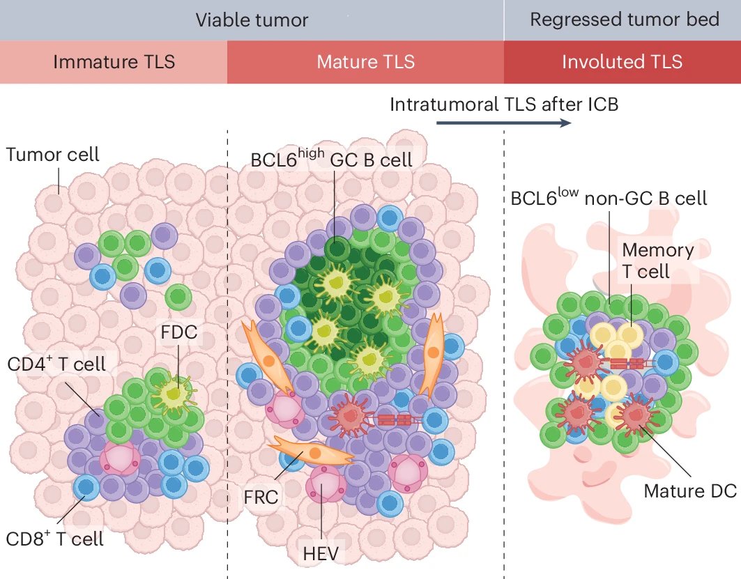 8/8 A great editorial from Xin Liu &amp; Dan G. Duda is also worth a read!
nature.com/articles/s4159…