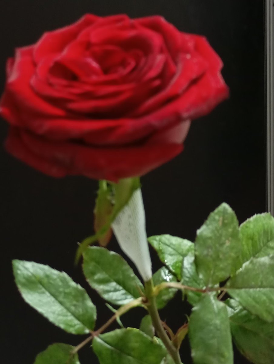 Uyga kirsam, meni gul bilan kutib olishdi.