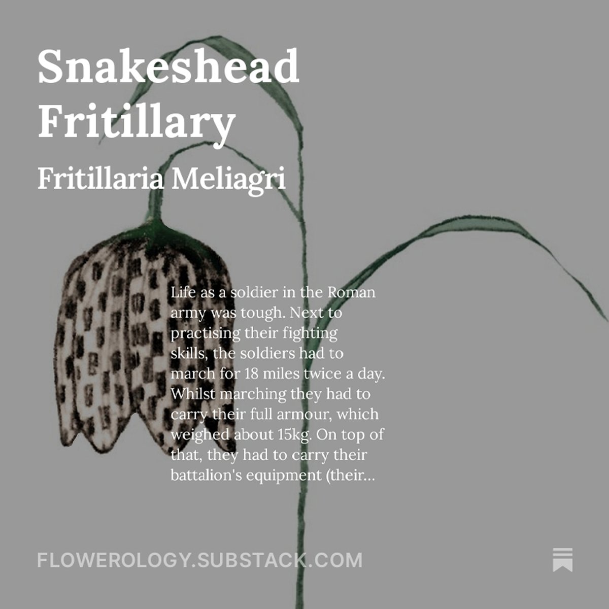 If you're bored in the weekend, you can always entertain yourself by reading a bit about Snakeshead fritillaries, the Roman Army, Guinea Fowl and gambling... flowerology.substack.com

#wildflowers #flowers #stories #etymology #illustration #substack #snakesheadfritillary #history