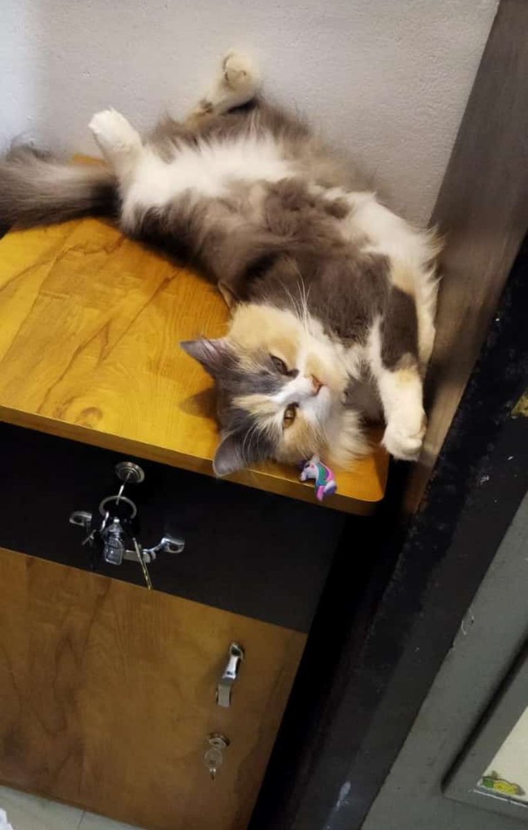 AMMUvd1's tweet image. ആ ഞാൻ കണ്ട് , ഇനി അടുത്ത അഭ്യാസം കാണിക്ക് 
#timepass , #zimba ,#home