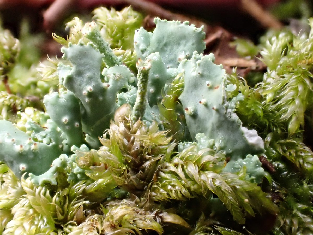 Out and about on the misty moors today.Old Sandstone quarry loads of lovely lichens including Cladonias !But this one caught my eye.Squamules as big as the podetia ! <a href="/specanatura/">Anthony Speca</a> <a href="/mothgarden/">Jenny Seawright</a>