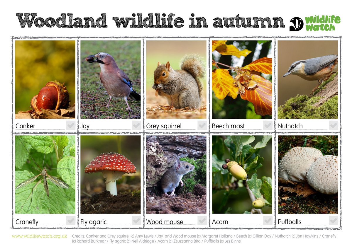 🍁 Use our Woodland Wildlife Spotter Sheet to discover the creatures and plants that thrive at this time of year!